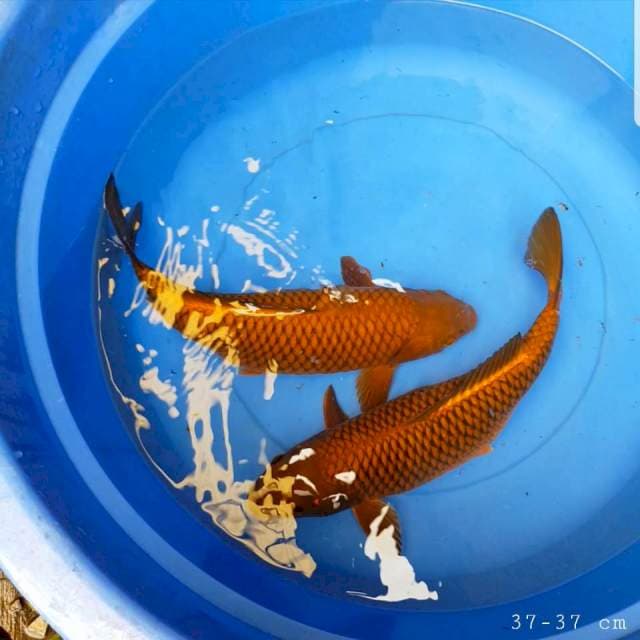 Chagoi tembaga paket 2 ekor 37-37cm