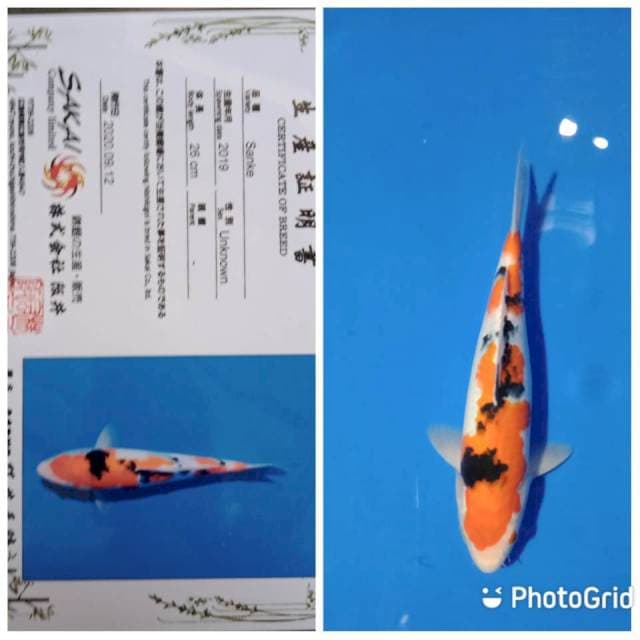Sakai sanke 