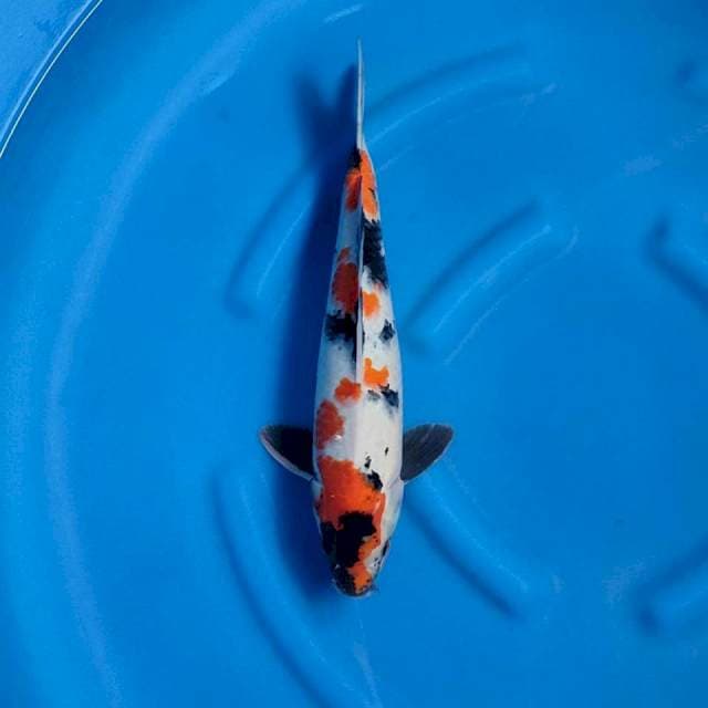 Kindai Showa 41 cm