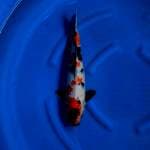 Kindai Showa 41 cm