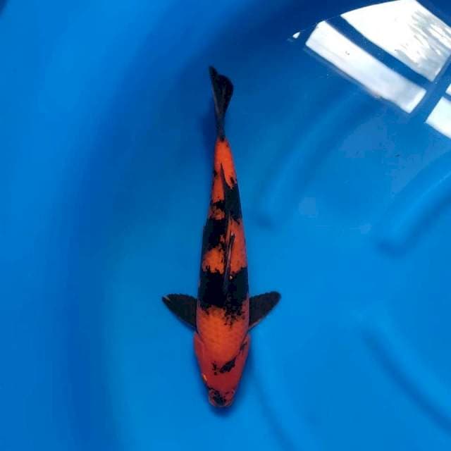 HI UTSURI 37 CM