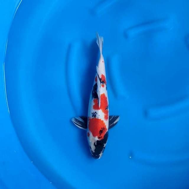SHOWA 38 CM