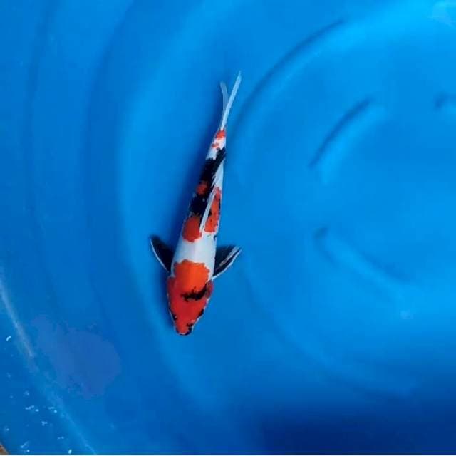 SHOWA 40 CM