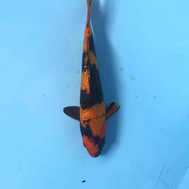 Hi Utsuri Ginrin, 20 cm