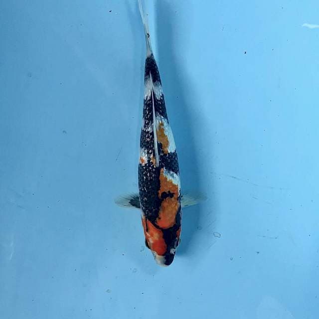 Showa Ginrin, 25 cm