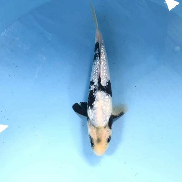 Shiro Ginrin, 21 cm
