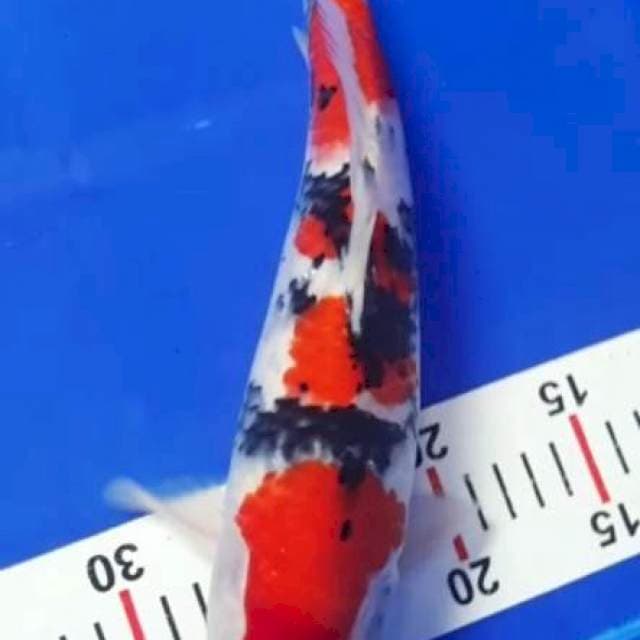 S h o w a 30cm