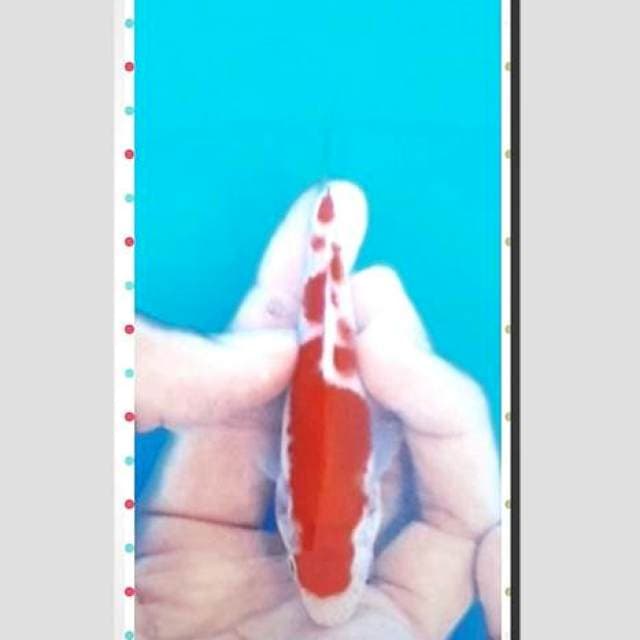Kohaku f1 solid colour 15bu original sq siap show