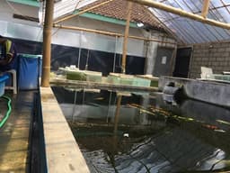 IKI Koi