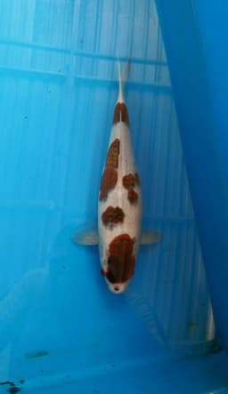 gemini koi