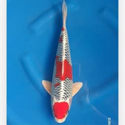 Koi Cantik