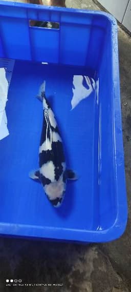 SnJ Koi