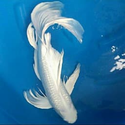 Ananda Koi