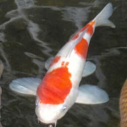 Dewisri Koi