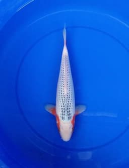 tri koi