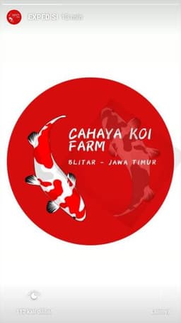 Cahaya koi