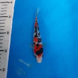 Koi Gallery