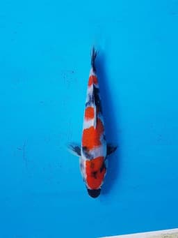 Dadung Koi
