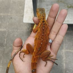 reptilia