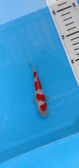 iwakedema