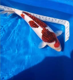pelangi koi farm