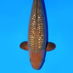 blackmamba