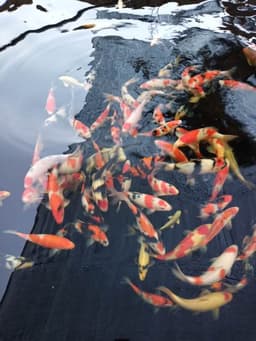 Srikandi koi