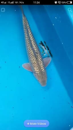 Osok Koi