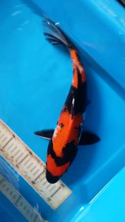 viens koi