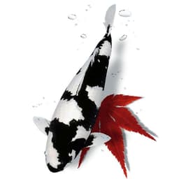 Enrico.Koi_Jet