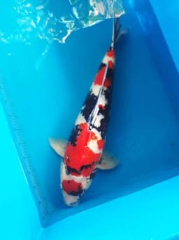 Vicky Koi