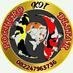 Pochero koi