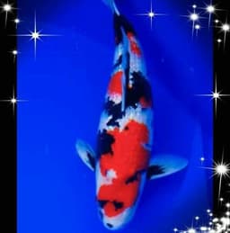 Naranaj koi