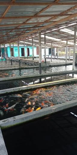 Ikhtiara_koi