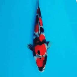 Republic of Koi