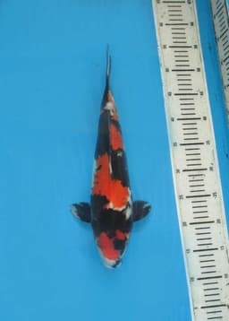 Key Koi