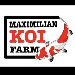Maximiliankoi