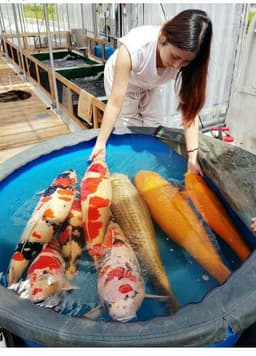 Dechy Koi