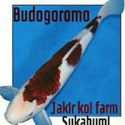 Dadang jakir