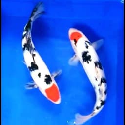 Koi Mania Joss