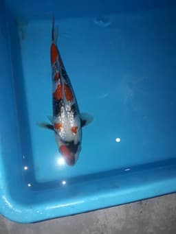 Irawan koi