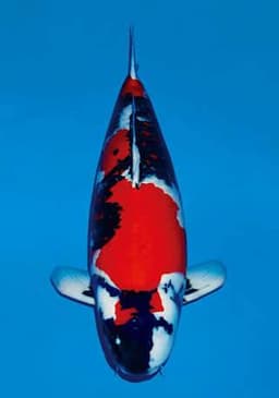 yurii koi