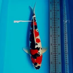 GERDON NOGO KOI