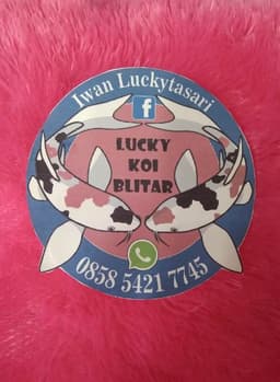 Lucky koi
