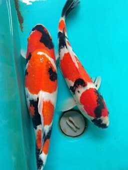 FORTUNA KOI