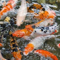 Blitar Koi Farm