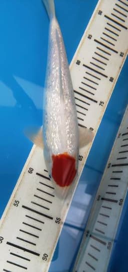 LYNNKOI