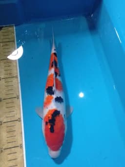 AGNEL KOI
