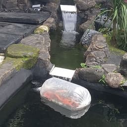 Mugiwara Koi
