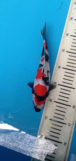 Pino Koi
